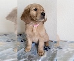 Small #1 Golden Retriever