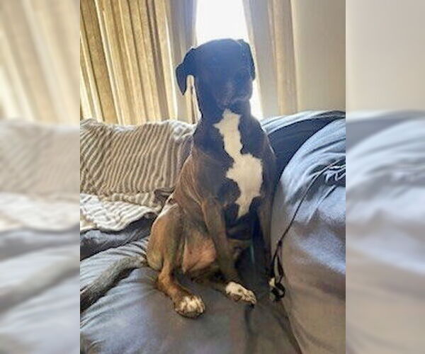 Medium Photo #4 Great Dane-Labrador Retriever Mix Puppy For Sale in Minneapolis, MN, USA