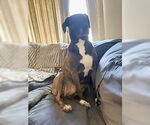 Small #3 Great Dane-Labrador Retriever Mix