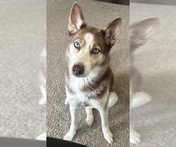 Medium Photo #2 Siberian Husky Puppy For Sale in San Antonio, TX, USA