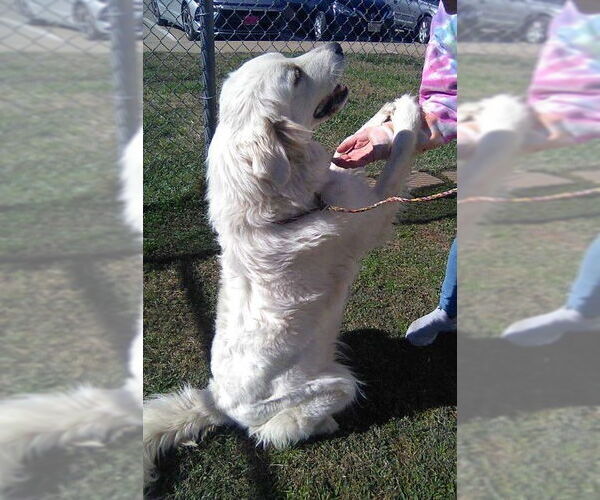Medium Photo #10 Great Pyrenees Puppy For Sale in Spring, TX, USA