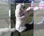 Small #9 Great Pyrenees
