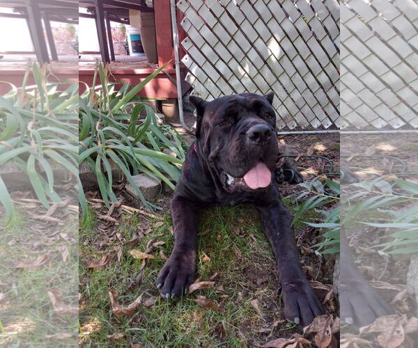 Medium Photo #3 Mutt Puppy For Sale in Belleville, MI, USA