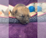Small Photo #5 German Shepherd Dog Puppy For Sale in BLANCHESTER, OH, USA