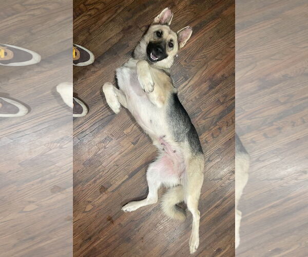 Medium Photo #4 German Shepherd Dog Puppy For Sale in New Hill, NC, USA