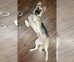 Small #3 German Shepherd Dog