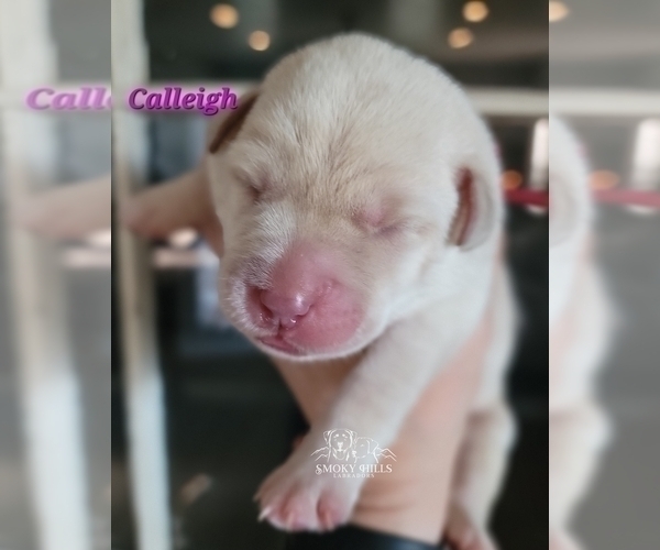 Medium Photo #42 Labrador Retriever Puppy For Sale in POCAHONTAS, IL, USA