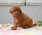 Small #3 Poodle (Miniature)
