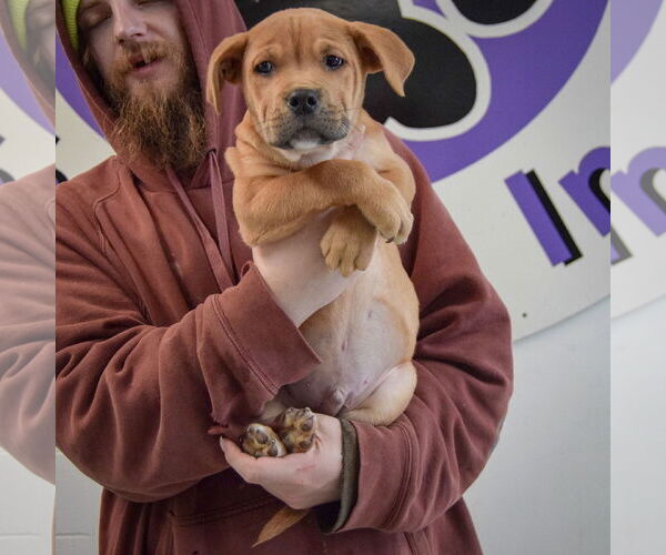 Medium Photo #4 Mastiff-Unknown Mix Puppy For Sale in Huntley, IL, USA