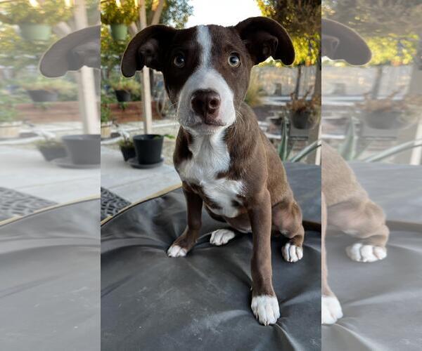 Medium Photo #4 American Pit Bull Terrier-Border Collie Mix Puppy For Sale in Incline Village, NV, USA