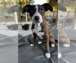 Small #3 American Pit Bull Terrier-Border Collie Mix