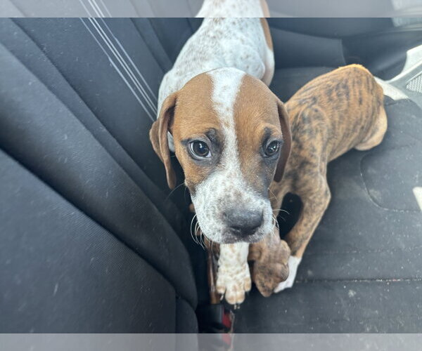 Medium Photo #2 Beagle-Unknown Mix Puppy For Sale in Sanford, FL, USA