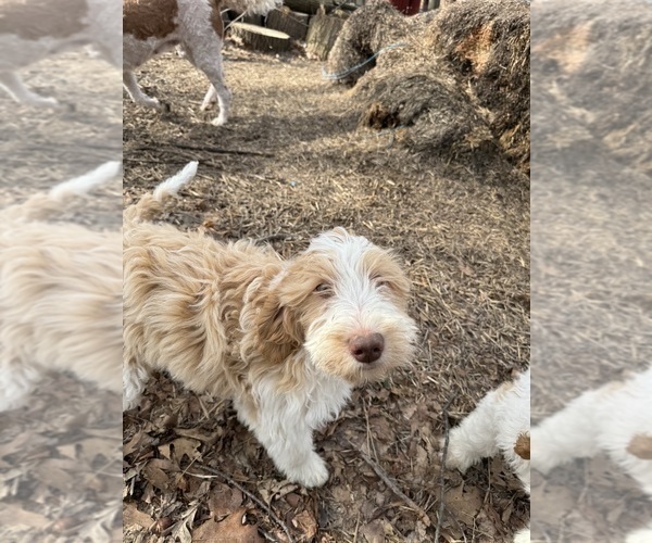 Medium Photo #6 Aussie-Poo-Goldendoodle Mix Puppy For Sale in COMMERCE, MI, USA