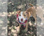 Small #3 Chihuahua Mix