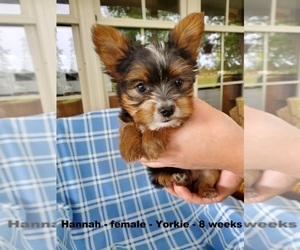 Yorkshire Terrier Puppy for sale in CLARKRANGE, TN, USA