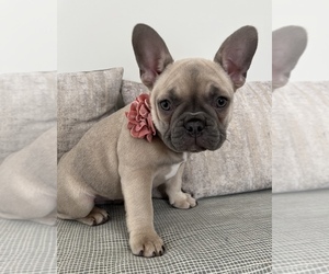 French Bulldog Puppy for sale in CHARLOTTE, NC, USA