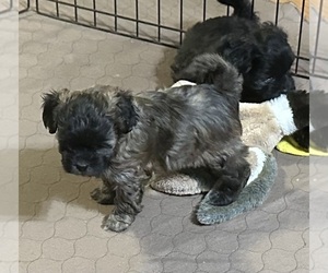 Shih-Poo Puppy for Sale in GLOUCESTER, Virginia USA