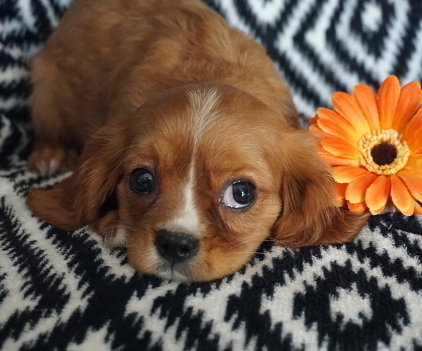 Medium Photo #1 Cavalier King Charles Spaniel Puppy For Sale in WESTCLIFFE, CO, USA