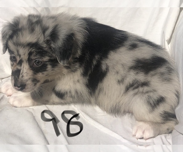 Medium Photo #36 Australian Shepherd Puppy For Sale in SUNNYVALE, CA, USA