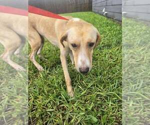 Lucy (TX) - Female Labrador Retriever-Unknown Mix Dog for Adoption - Photo #4