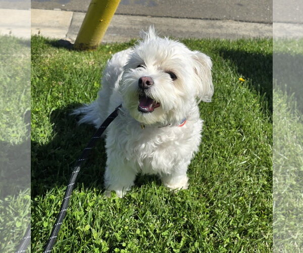 Medium Photo #2 Maltipoo (Miniature) Puppy For Sale in Modesto, CA, USA