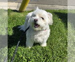 Small #1 Maltipoo (Miniature)