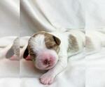 Small Photo #3 Brittany Puppy For Sale in HORTENSE, GA, USA