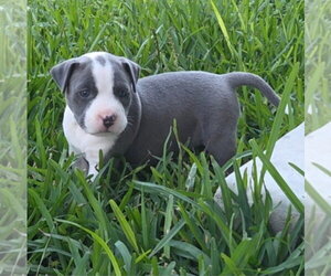Mutt Dogs for adoption in Lakewood, CO, USA
