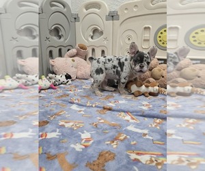 French Bulldog Puppy for sale in NORTH PORT, FL, USA