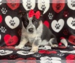 Small Photo #9 Cowboy Corgi Puppy For Sale in LAKELAND, FL, USA