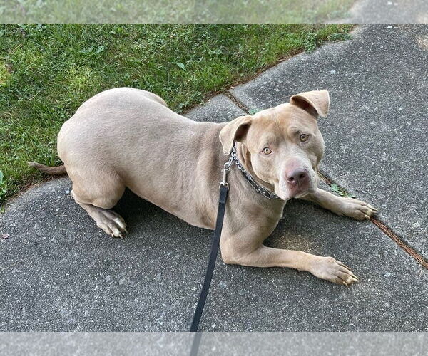 Medium Photo #13 American Staffordshire Terrier-Unknown Mix Puppy For Sale in Spring Lake, NJ, USA
