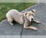 Small #12 American Staffordshire Terrier Mix