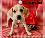 Small #1 Jack Russell Terrier-Labrador Retriever Mix
