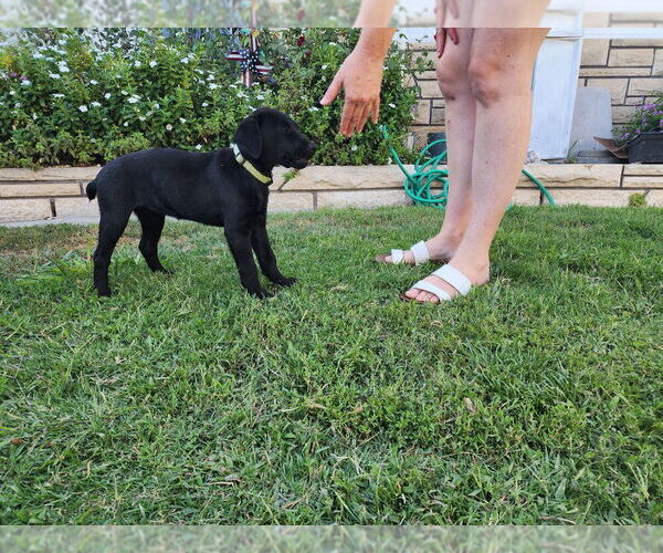 Medium Photo #3 Labrador Retriever-Unknown Mix Puppy For Sale in Dana Point, CA, USA