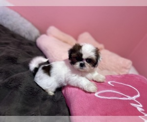 Medium Shih Tzu