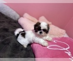 Puppy Brownie Shih Tzu