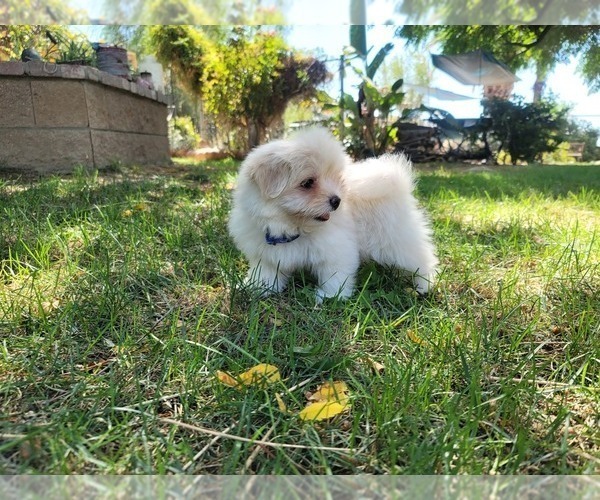 Medium Photo #6 Shih-Poo Puppy For Sale in LOS ANGELES, CA, USA
