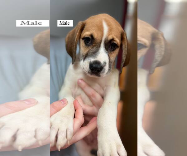 Medium Photo #34 American Pit Bull Terrier-Treeing Walker Coonhound Mix Puppy For Sale in Spotsylvania, VA, USA