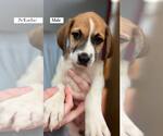 Small #33 American Pit Bull Terrier-Treeing Walker Coonhound Mix
