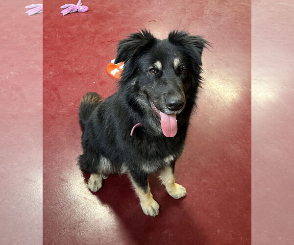 Medium Photo #3 Australian Shepherd-German Shepherd Dog Mix Puppy For Sale in Webster, WI, USA