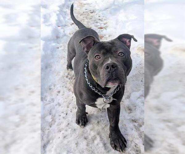 Medium Photo #1 Mutt Puppy For Sale in Akron, OH, USA