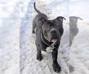 Mutt Dogs for adoption in Akron, OH, USA