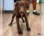 Small Photo #2 Labrador Retriever-Unknown Mix Puppy For Sale in Washington, DC, USA