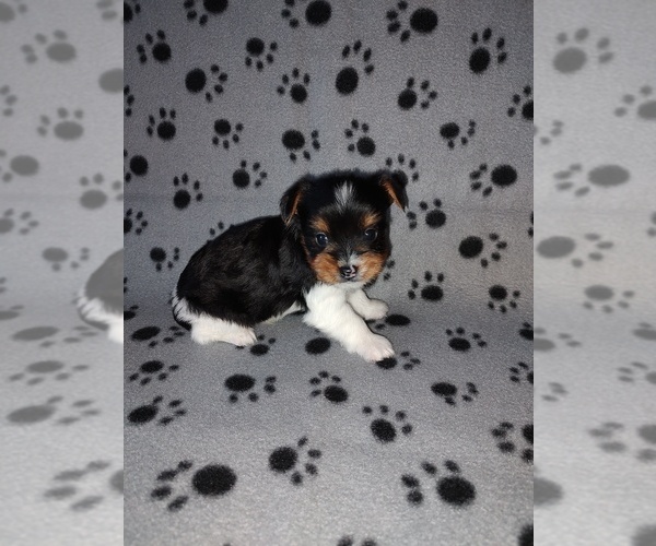 Medium Photo #10 Biewer Yorkie Puppy For Sale in LAPEER, MI, USA