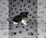 Small #9 Biewer Yorkie