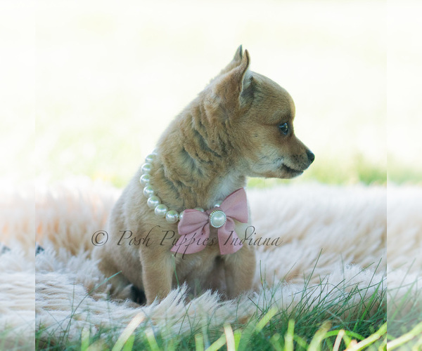 Medium Photo #52 Chihuahua Puppy For Sale in WARSAW, IN, USA