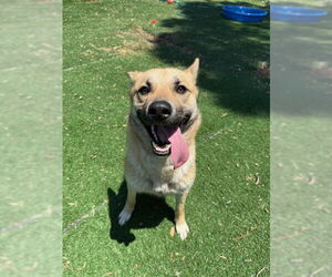 German Shepherd Dog-Unknown Mix Dogs for adoption in Fremont, CA, USA