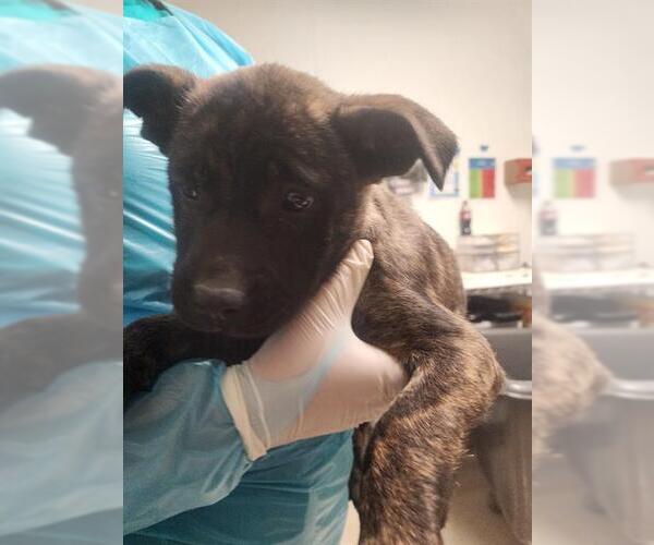 Medium Photo #1 Holland Shepherd-Unknown Mix Puppy For Sale in Bakersfield, CA, USA