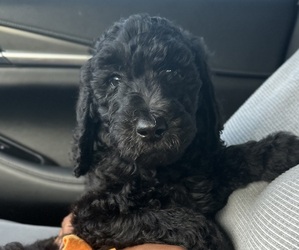 Goldendoodle Puppy for Sale in JACKSONVILLE, Florida USA