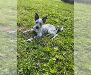 Mutt Dogs for adoption in Garden City, NY, USA